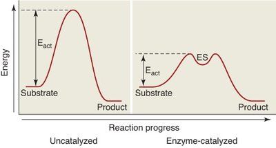 Activation energy in uncatalyzed vs. enzyme-catalyzed reactions