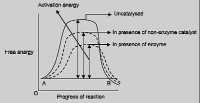 Alterations of activation energy by catalysts