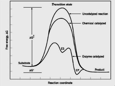 Free energy profile for catalyzed and uncatalyzed reactions