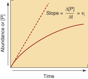 Initial velocity in enzyme kinetics