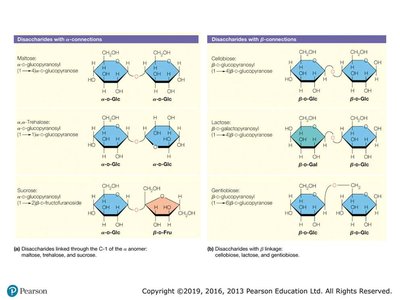 Disaccharide formation
