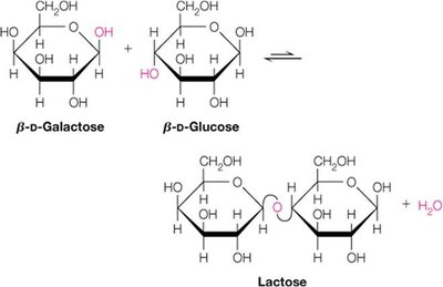Disaccharide linkage types