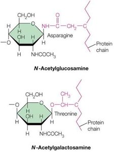 N- and O-linked glycoproteins