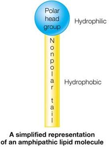 Amphipathic lipid molecule