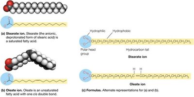 Stearate and oleate ions