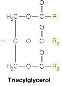 Triacylglycerol structure