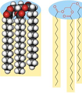 Triacylglycerol hydrocarbon tails
