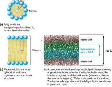 Triacylglycerol storage in adipocytes