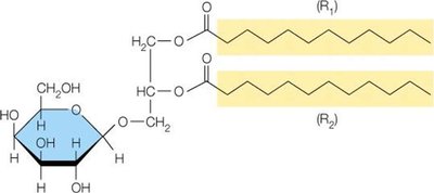 Glycoglycerolipid structure