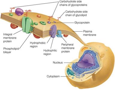 Cell membrane structure