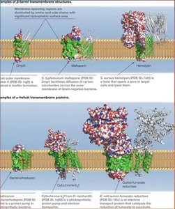 Transmembrane protein structures