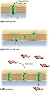 Facilitated transport mechanisms