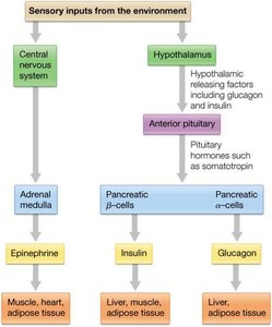 Hormone signaling pathways