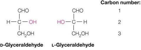 D- and L-Glyceraldehyde with carbon numbering