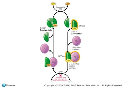 G-protein coupled receptor mechanism