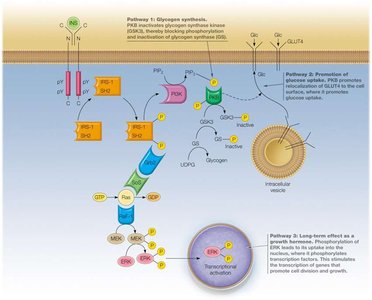 Transmembrane protein with oligosaccharide units
