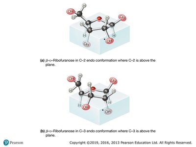 Ribofuranose endo conformations