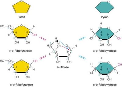 Furan and pyran ring forms of ribose