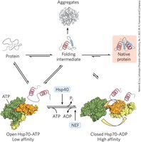 Hsp70 chaperone cycle in protein folding