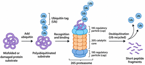 Ubiquitin-proteasome pathway for protein degradation