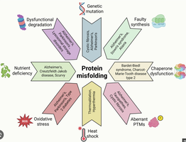 Causes and consequences of protein misfolding