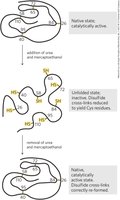 Anfinsen's ribonuclease refolding experiment