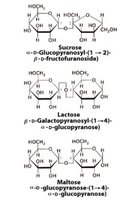 Structures of sucrose, lactose, and maltose showing glycosidic linkages