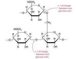 Amylopectin structure showing α(1→4) and α(1→6) linkages