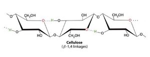 Cellulose structure showing β(1→4) linkages and hydrogen bonding