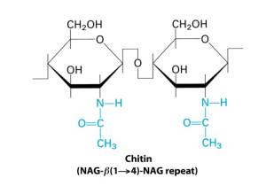 Chitin structure showing N-acetylglucosamine units and β(1→4) linkages