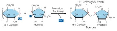 Formation of sucrose and maltose