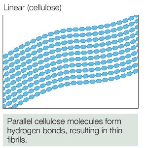 Linear cellulose structure