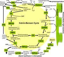 Diagram of the Calvin–Benson cycle and starch synthesis in the chloroplast