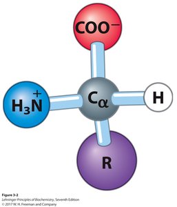 General structure of an alpha-amino acid