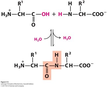 Peptide bond formation (condensation reaction)