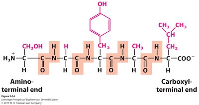 Primary structure of a peptide (sequence)