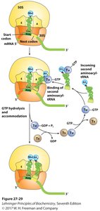 Protein synthesis: translation on ribosome