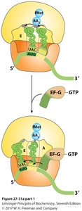 Protein synthesis: elongation and termination