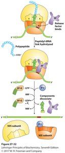Protein synthesis: peptide bond formation