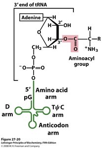 tRNA structure and aminoacylation