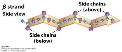 Parallel and antiparallel β-sheets