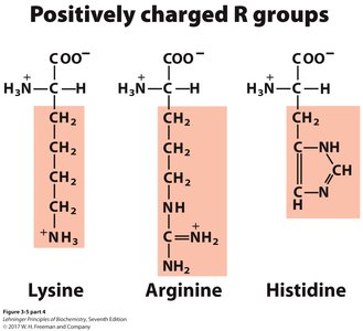 Positively charged R groups
