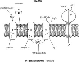 Cytochrome c in the electron transport chain
