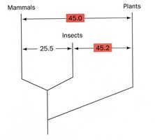Phylogenetic tree showing cytochrome c differences among mammals, insects, and plants