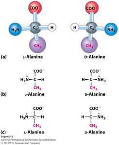 Chirality of amino acids