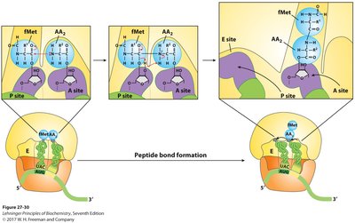 Protein structure hierarchy