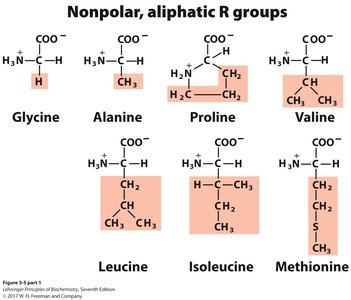 Nonpolar, aliphatic R groups