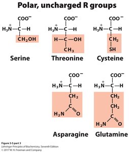 Polar, uncharged R groups