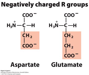 Negatively charged R groups