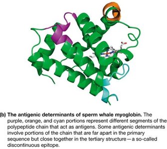 Antigenic determinants on myoglobin structure